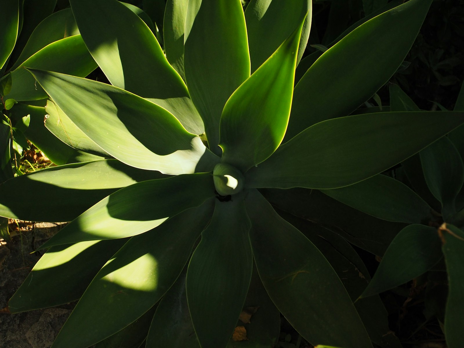 Agave rosette in a Cedar Park xeriscape bed catching late-afternoon sun.